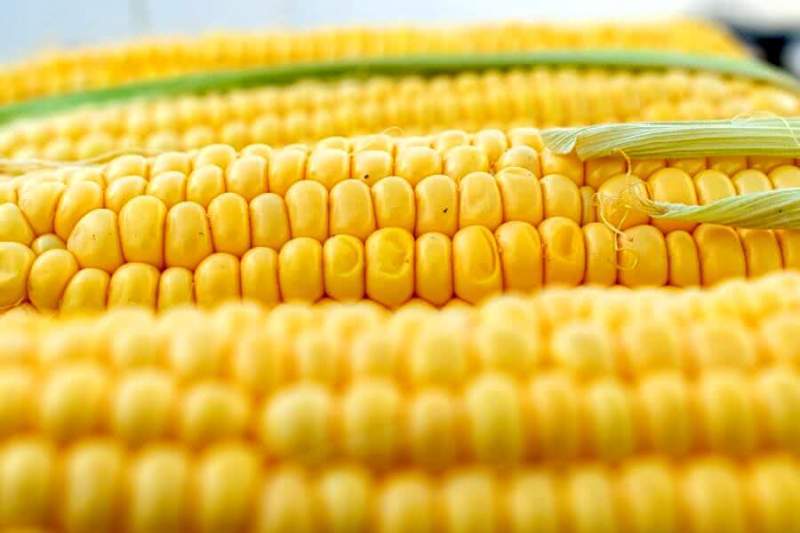 В этом году Тамбовская область вошла в ТОП-10 регионов России по экспорту кукурузы